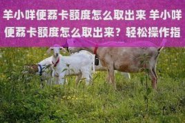 给羊取名：那些好听又应景的选择