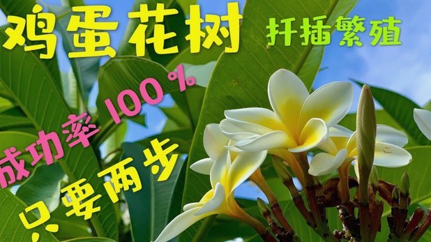 拿去花能套出来吗
