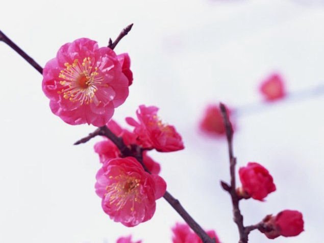 花呗要怎样提现