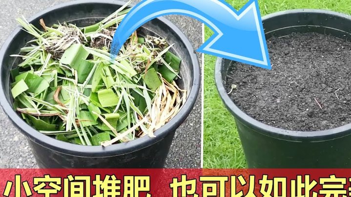 探索去哪拿花的意义与自由