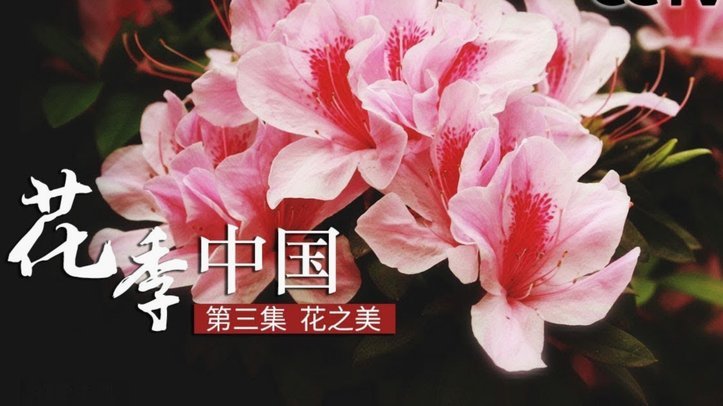花呗是什么平台的