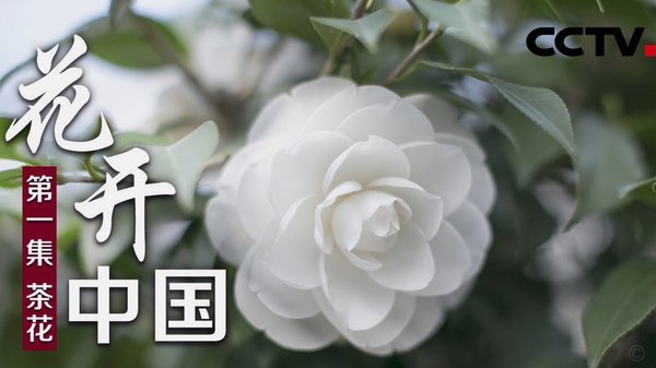 拿去花闪付开通步骤