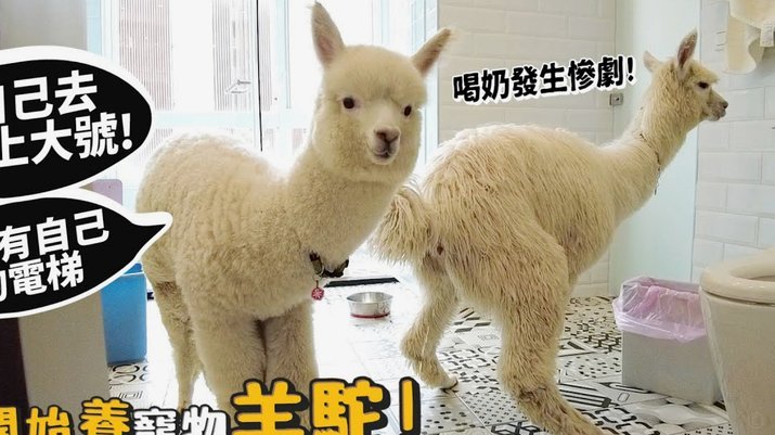 羊小咩买东西