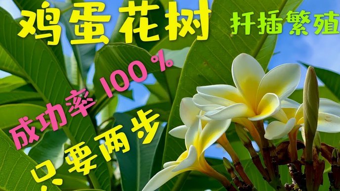 携程分期额度如何高效规划旅行预算