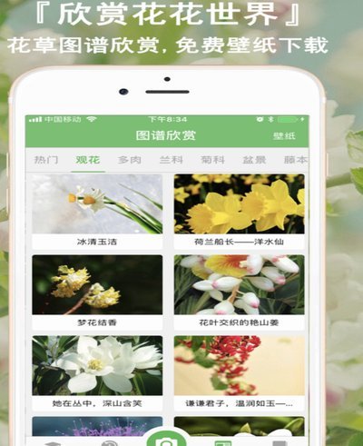 花呗平台号码