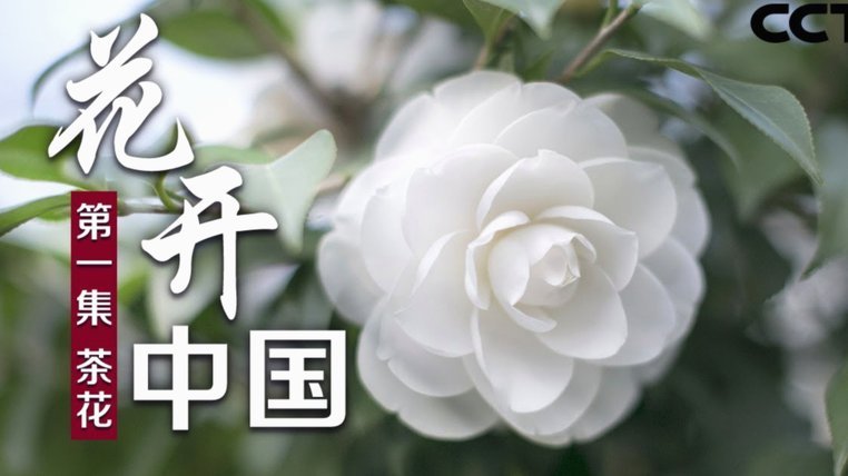 花呗套花呗还花呗有什么影响吗