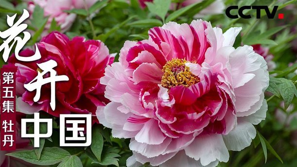 花呗的出现意味着什么